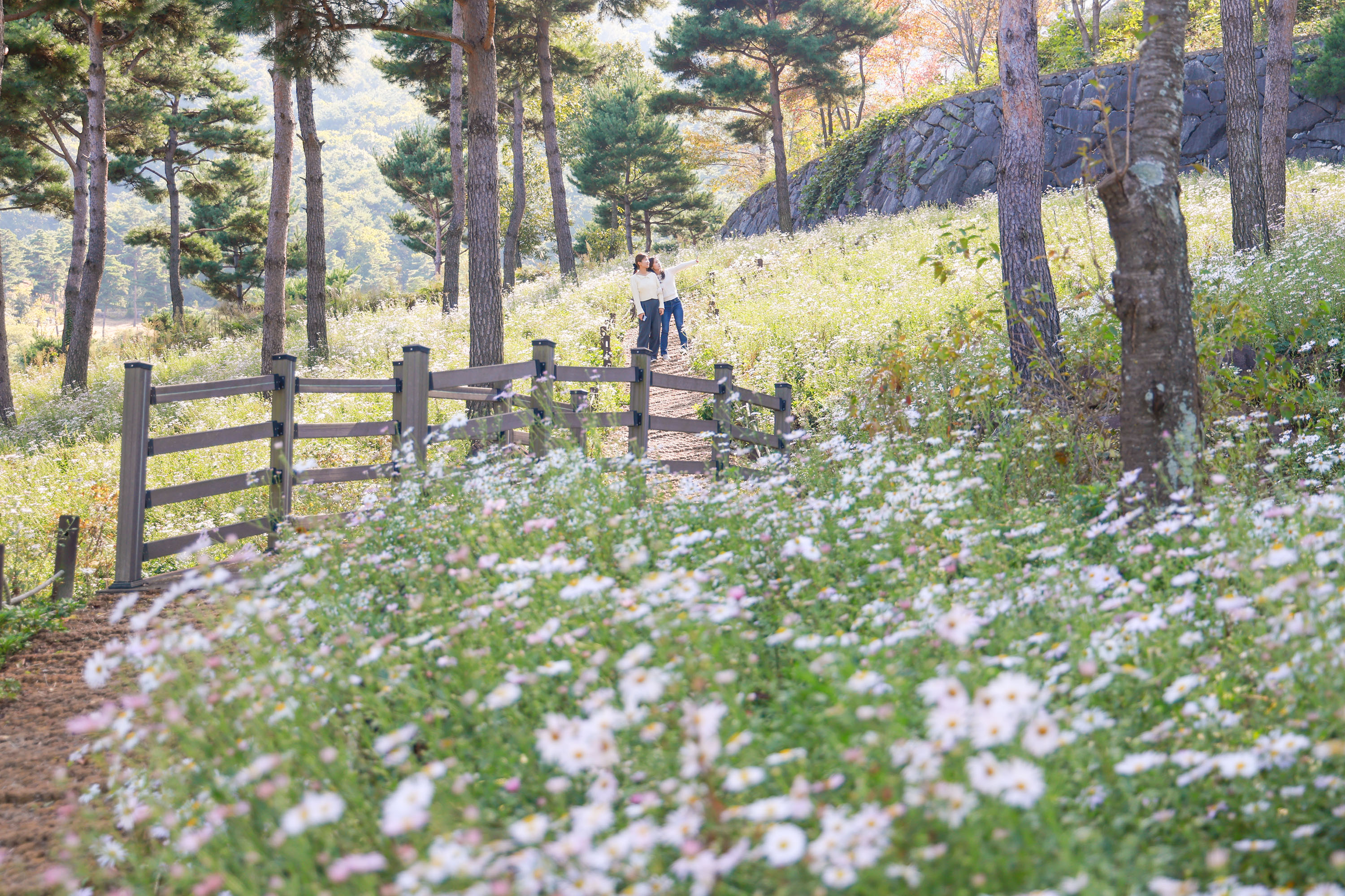 산청 동의보감촌은 지금 ‘하얀 구절초 세상’ 4