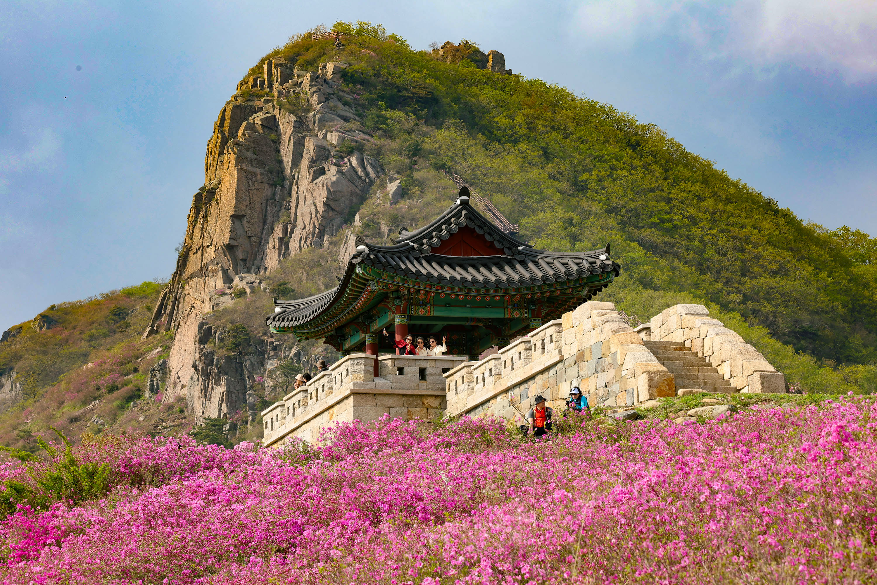 산청 황매산 철쭉 주말 절정…“구경 오세요” 이미지