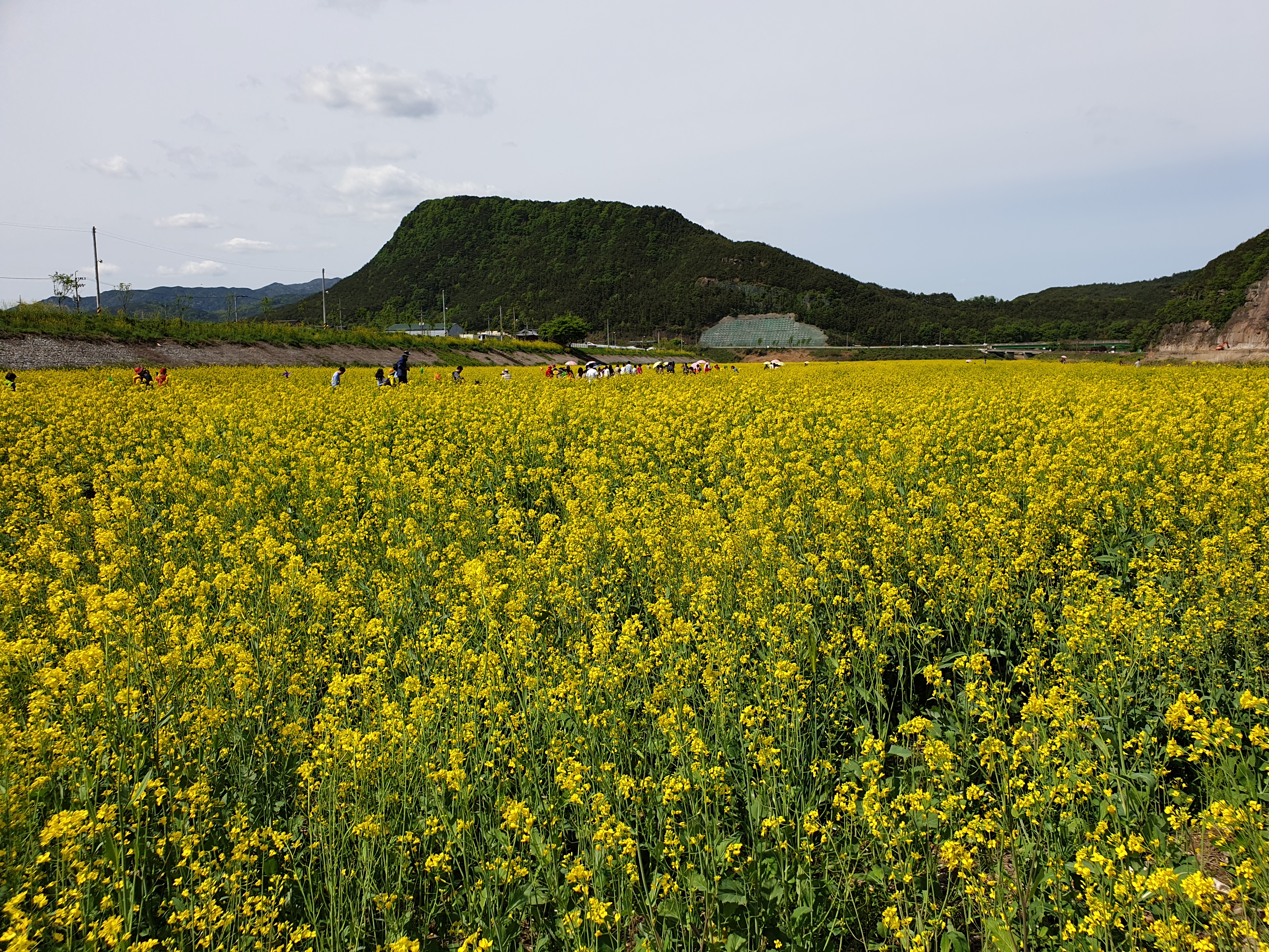 단성 유채꽃축제에 놀러오세요~ 1