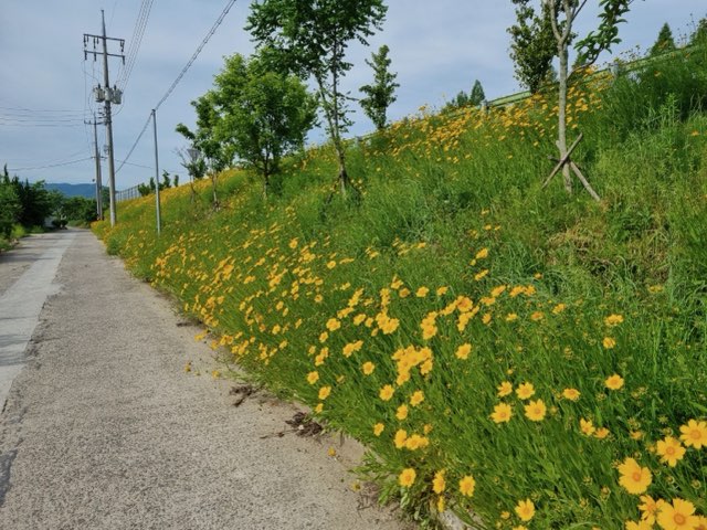 노란 금계국이 활짝 2